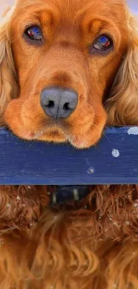 This phone wallpaper presents a delightful brown dog sitting on a wooden bench