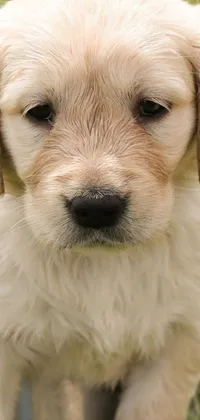 This phone live wallpaper showcases an exquisite portrait of a small white dog on a lush green field