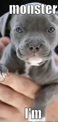 This live wallpaper showcases a heartwarming photo of a pit bull puppy being held by a person, with the caption "I'm not a monster, I'm just a pit bull"