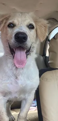 This phone live wallpaper presents a delightful image of a dog enjoying a road trip, with its slightly dirty face and listing image