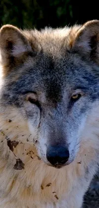 Get up close and personal with a wolf with this phone live wallpaper