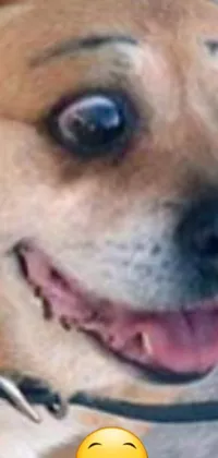 This phone live wallpaper showcases a smiley dog with a realistic close-up image that's perfect for Reddit users