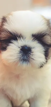 This live wallpaper for phones features a small and adorable brown and white puppy sitting on top of a cozy rug