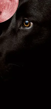 This phone live wallpaper features a photorealistic painting of a black dog with a red moon backdrop