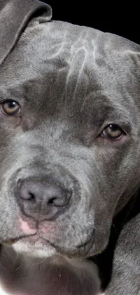 This phone live wallpaper features a photorealistic portrait of a pitbull with blue gray fur, set against a sleek black background