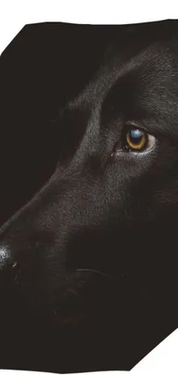 This phone live wallpaper features a close up of a black dog's face with somber amber eyes against a backdrop of black fur