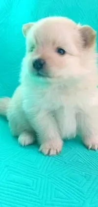 This live wallpaper features an adorable pomeranian mix surrounded by a litter of fluffy white puppies, including one male puppy