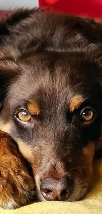 This phone live wallpaper features a photorealistic depiction of a close-up portrait of a dog