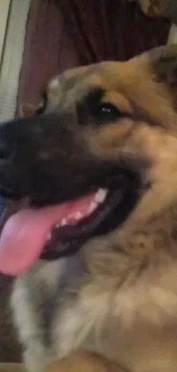 This live wallpaper showcases a close-up of a German Shepherd with its tongue out, delivering a highly realistic image that seems straight out of Instagram