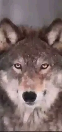 This phone live wallpaper features a stunning close-up of a majestic wolf, filling up the screen with captivating presence