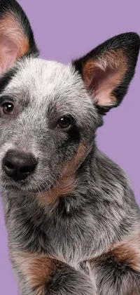 This phone live wallpaper showcases a colorful and close-up image of a playful puppy dog on a vibrant purple background