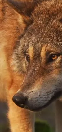 This amazing phone live wallpaper features a captivating close-up image of a wolf, taken at golden hour by a renowned photographer