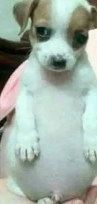 This phone live wallpaper showcases a close-up view of a small Jack Russel dog being held lovingly by its owner