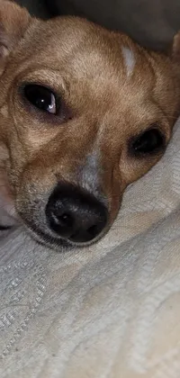 This phone live wallpaper showcases a high-resolution portrait of a small brown Chihuahua dog lounging on a soft pillow