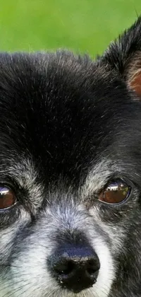 This phone live wallpaper features a stunning close-up portrait of an older chihuahua with black and white fur