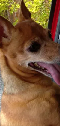 This live wallpaper features an adorable chihuahua dog resting in a car's passenger seat