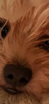 This phone live wallpaper features a captivating close-up image of an adorable dog with messy blond fur and a funny, playful expression