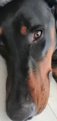 This phone live wallpaper represents a delightful image of a rottweiler-rabbit hybrid lying on a couch from a below angle