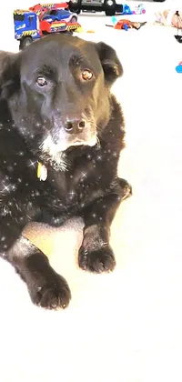 Carnivore Dog Snow Live Wallpaper