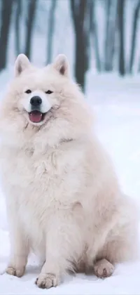 This stunning live wallpaper features a beautiful white dog sitting calmly in a field of snow, with its large and fluffy coat glistening in the cold air