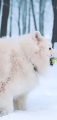 Get this adorable phone live wallpaper featuring a white Samoyed dog in the snow with a tennis ball