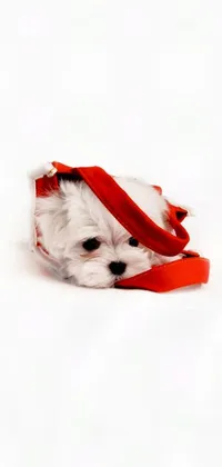 This live wallpaper for your phone features a minimalist design, with a small white dog resting on a bright red shoe that is accented with a playful red ribbon