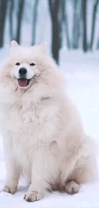 This live phone wallpaper depicts a white dog sitting happily in the snow, surrounded by bouncing cryptocurrency symbols