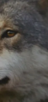 Bring the untamed wilderness to your smartphone with this stunning live wallpaper of a wolf's face, featuring exquisite details that make it look almost tangible