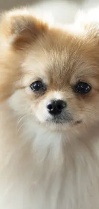This live wallpaper showcases a captivating portrait of an adorable pomeranian dog