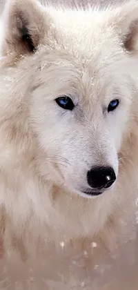 This stunning live wallpaper features a mesmerizing portrait of a majestic white wolf with blue eyes standing in the snow