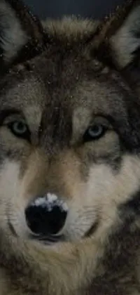 The wolf live wallpaper for your phone depicts a striking close-up of a grey wolf in the snow