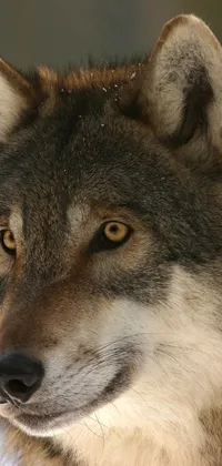 This phone live wallpaper showcases a mesmerizing close-up of a wolf in the snow