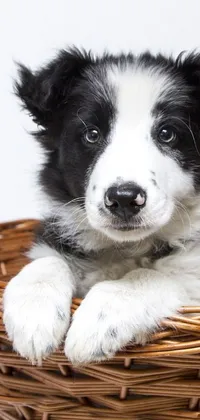 Experience the cuteness overload with this phone live wallpaper featuring a black and white puppy sitting in a basket