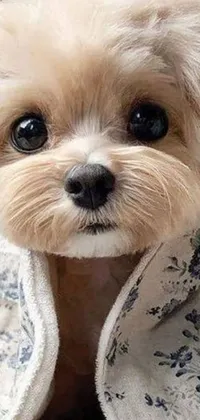 Get ready to treat yourself to cuteness overload with this phone live wallpaper! This delightful wallpaper features a small dog all wrapped up in a soft blanket, as it gazes at you with its seductive eyes