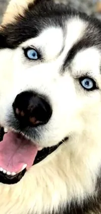 This live phone wallpaper features an adorable dog with blue eyes and huge white teeth