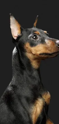 This phone live wallpaper showcases a Russian brown toy terrier in stunning detail
