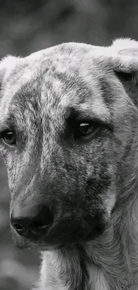 This captivating phone live wallpaper showcases a lovely black and white photograph of a grizzled dog in a close-up shot
