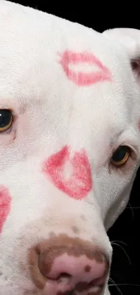 This phone live wallpaper features the portrait of a pitbull close-up with heart-shaped markings and faint red lips