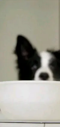 This phone live wallpaper showcases a black and white border collie happily eating from a bowl