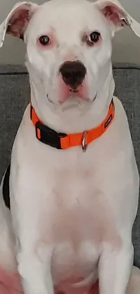 This live phone wallpaper displays a medium shot of a white pitbull breed dog perched on a comfortable couch with orange accents