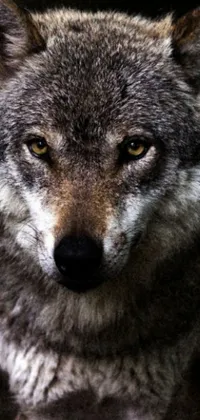 This phone live wallpaper features a close-up photograph of a wolf with a piercing gaze, captured in photorealistic detail by a wildlife photographer