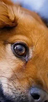 This phone live wallpaper showcases a remarkable close-up view of a dog resting on a bed
