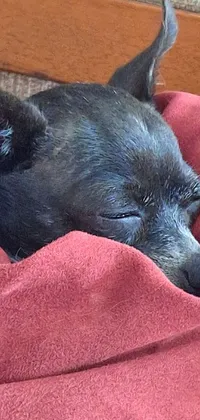 Bring a soothing touch of cuteness to your phone's background with this live wallpaper featuring a small black dog sleeping on top of a red blanket