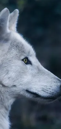 This live phone wallpaper showcases a remarkable image of a white wolf's face, captured in a side-profile view