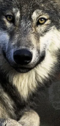 This stunning phone live wallpaper features a breathtaking close-up of a wolf with eyes that will pierce through your soul