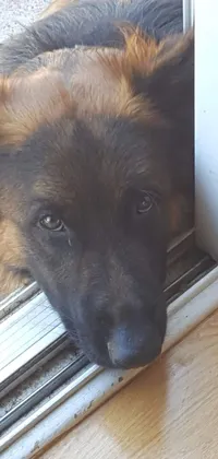 This phone live wallpaper features a german shepherd dog leaning on a door while looking out of a window