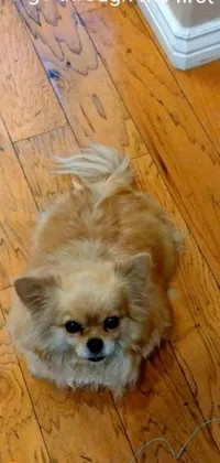 This live wallpaper showcases a small brown pomeranian mix dog sitting on top of a wooden floor