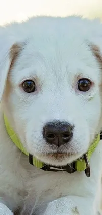 This live wallpaper for your phone features a close-up of a white Labrador Retriever dog wearing a collar and looking directly at the screen