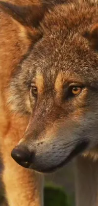 This stunning live wallpaper features a close-up view of a photorealistic wolf with a blurry background