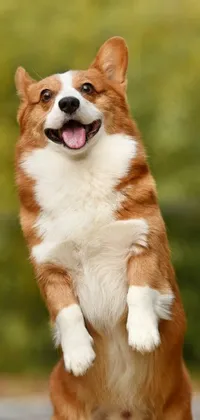 This phone live wallpaper features a cute brown and white corgi, standing on its hind legs - a playful and dynamic portrait sourced from Shutterstock